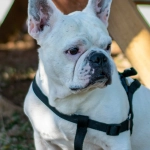 Схема программы лояльности казино без депозита